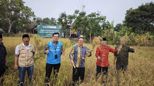 Berkat Pupuk Organik Berbahan FABA, Petani Berhasil Tingkatkan Panen Padi di Pandeglang Banten