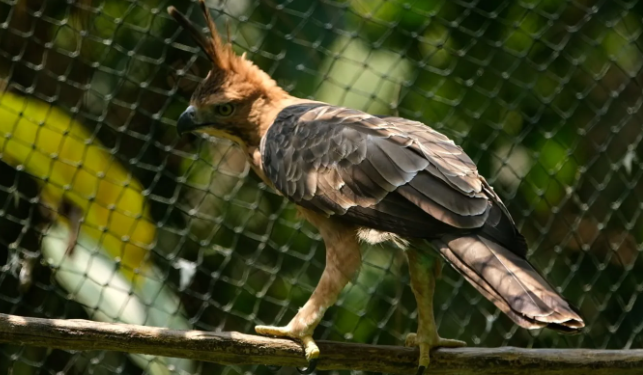 Penuhi Komitmen SDG’s, PLN Indonesia Power Lepas ‘Burung Garuda’