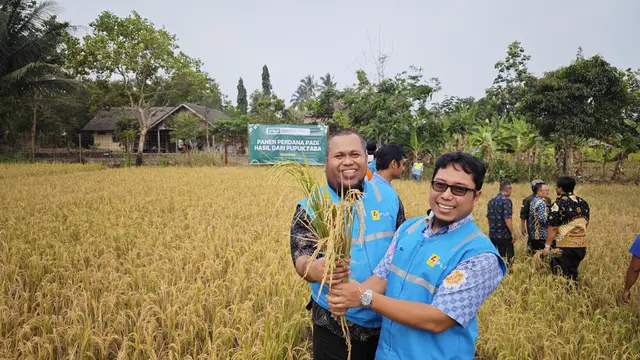 Panen Petani Padi Pandeglang Meningkat karena Daur Ulang Sisa Pembakaran Batu Bara jadi Pupuk Organik