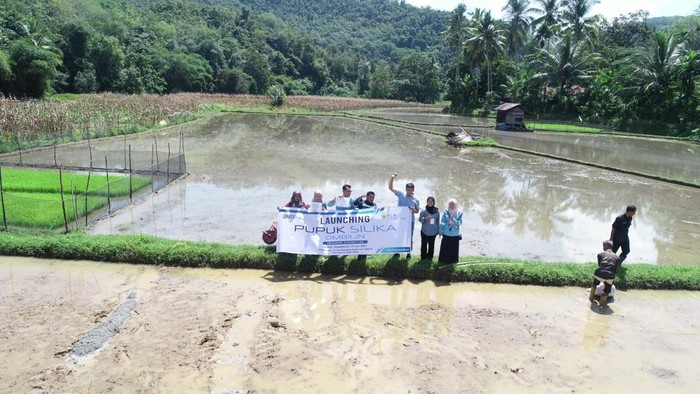 PLTU Ombilin Sulap Limbah FABA Jadi Pupuk Silika, Manfaatkan dan Atasi Masalah