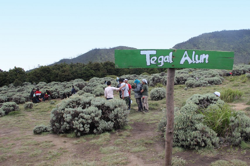 Tegal Alun Gunung Papandayan Terbakar 150 Hektare, PLN IP Bantu Padamkan