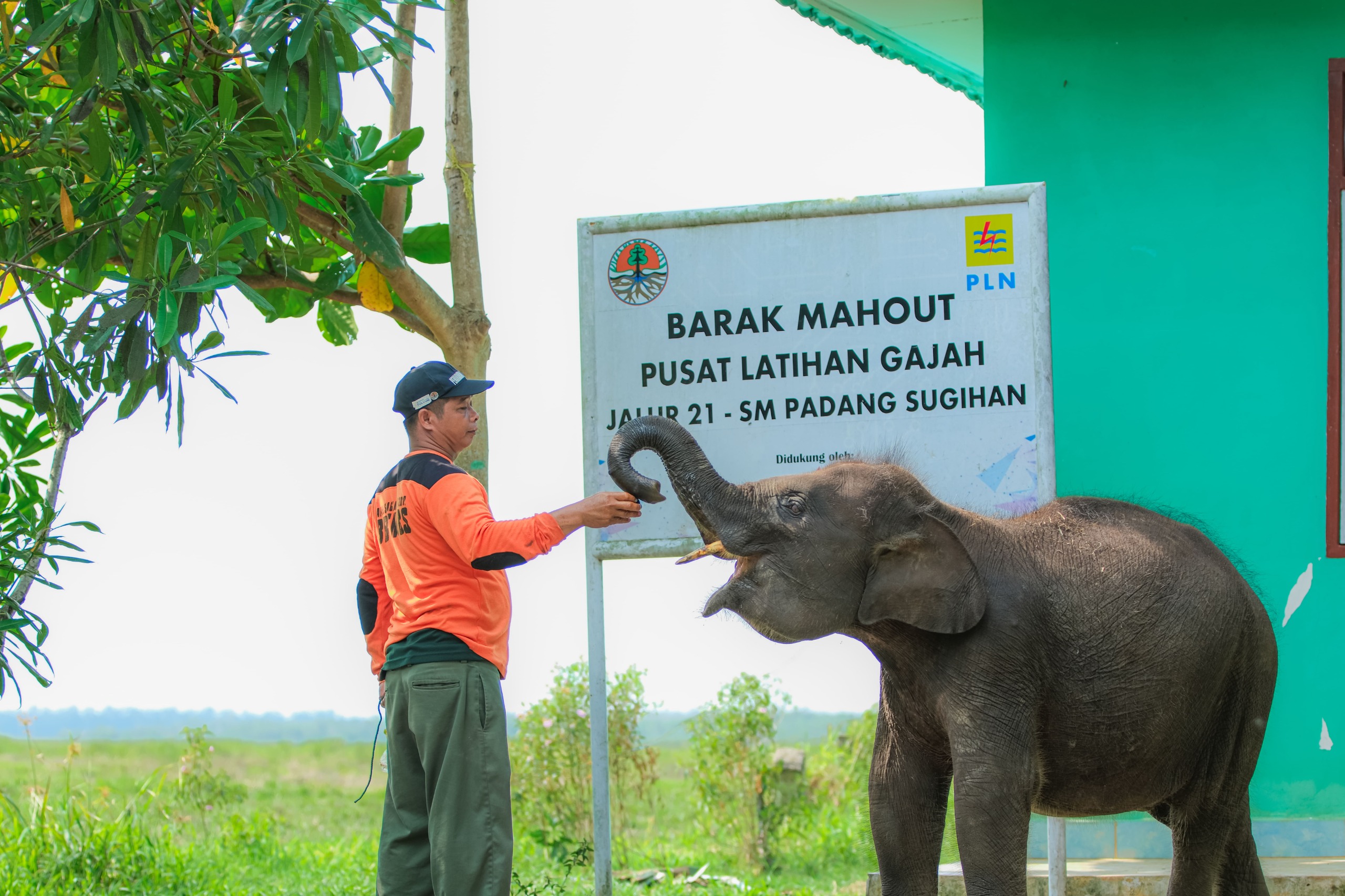 PLN Indonesia Power Membangun Kemitraan untuk Pelestarian Gajah Sumatra di Padang Sugihan